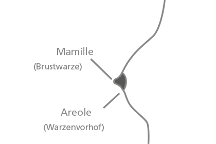 Mamille und Areole